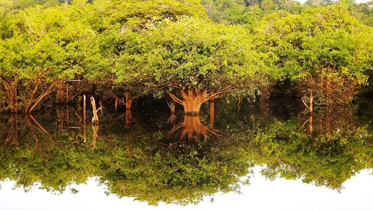 Governo do Amazonas apoia pesquisa para o desenvolvimento do ecoturismo comunitário