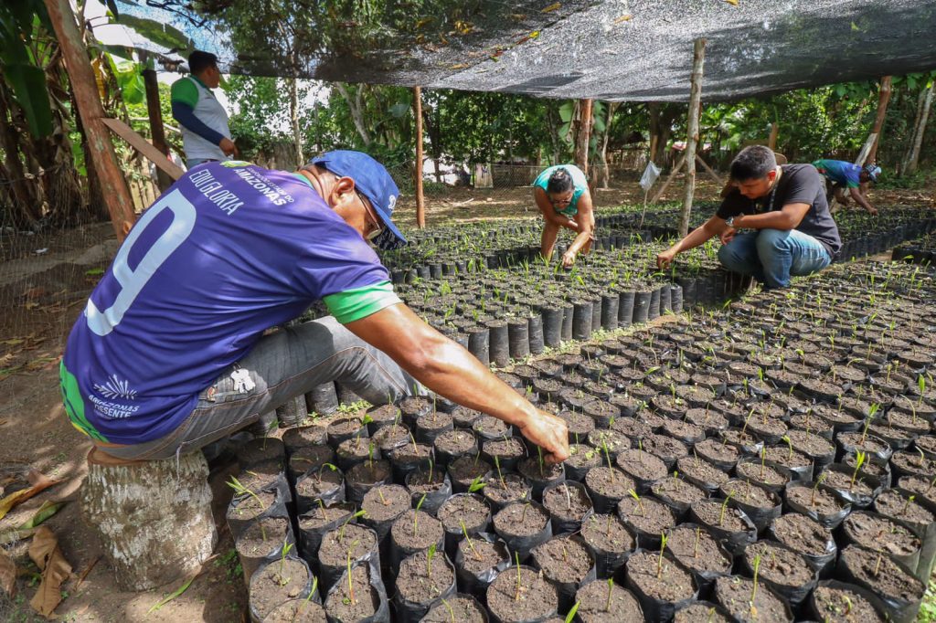 Projeto Viveiro Comunitário é colocado em prática pela Sempa e Idam na zona rural de Barreirinha