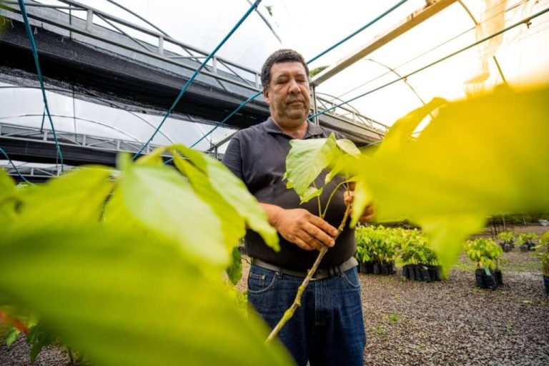 Governo do Amazonas apoia atualizações do Banco Ativo de Guaraná, da Embrapa Amazônia Ocidental