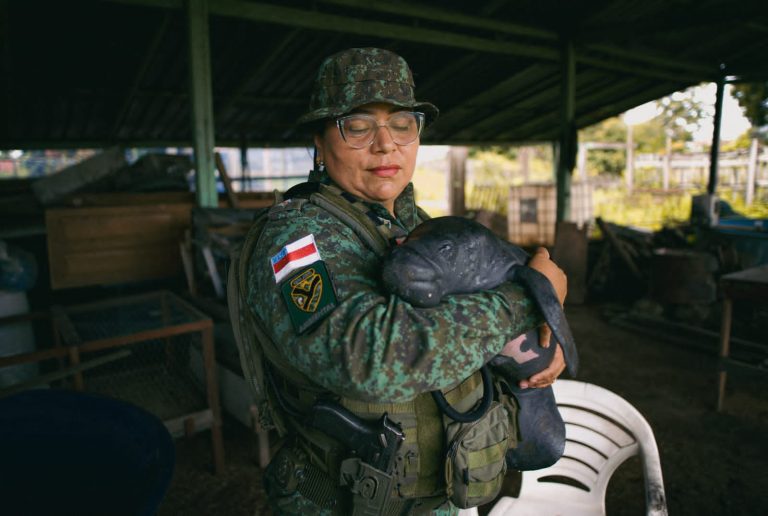 Filhote de peixe-boi é resgatado na orla do bairro União