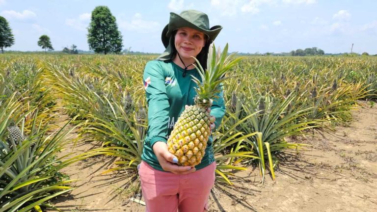 Idam amplia conhecimento de produtores de abacaxi em Itacoatiara