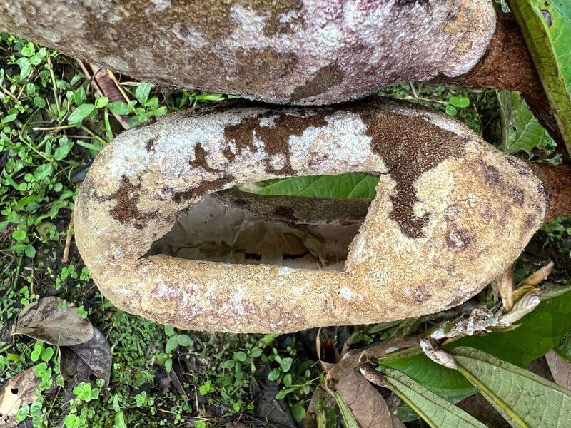 Caravana leva informações sobre a praga monilíase a órgãos, produtores rurais e alunos de Presidente Figueiredo