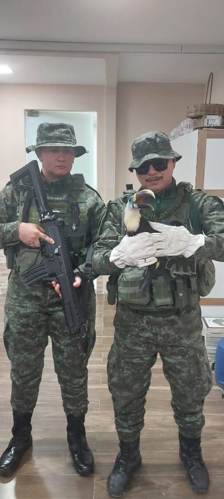 Polícia Militar do Amazonas resgata tucano no bairro Novo Aleixo