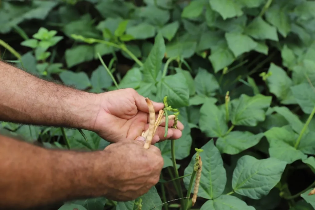 Pagamento do Garantia Safra para 375 agricultores familiares de Guajará e Envira iniciou nesta terça-feira (18/03)