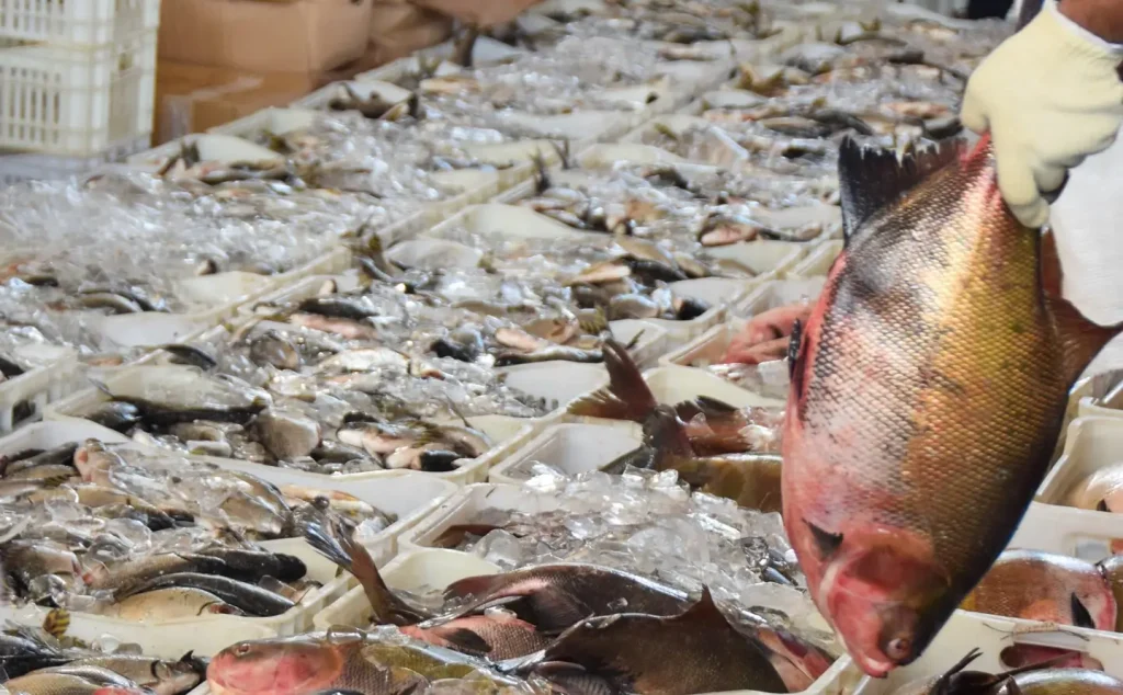 Parintins garante segurança alimentar na Semana Santa com distribuição de pescado a 3 mil famílias 1 002