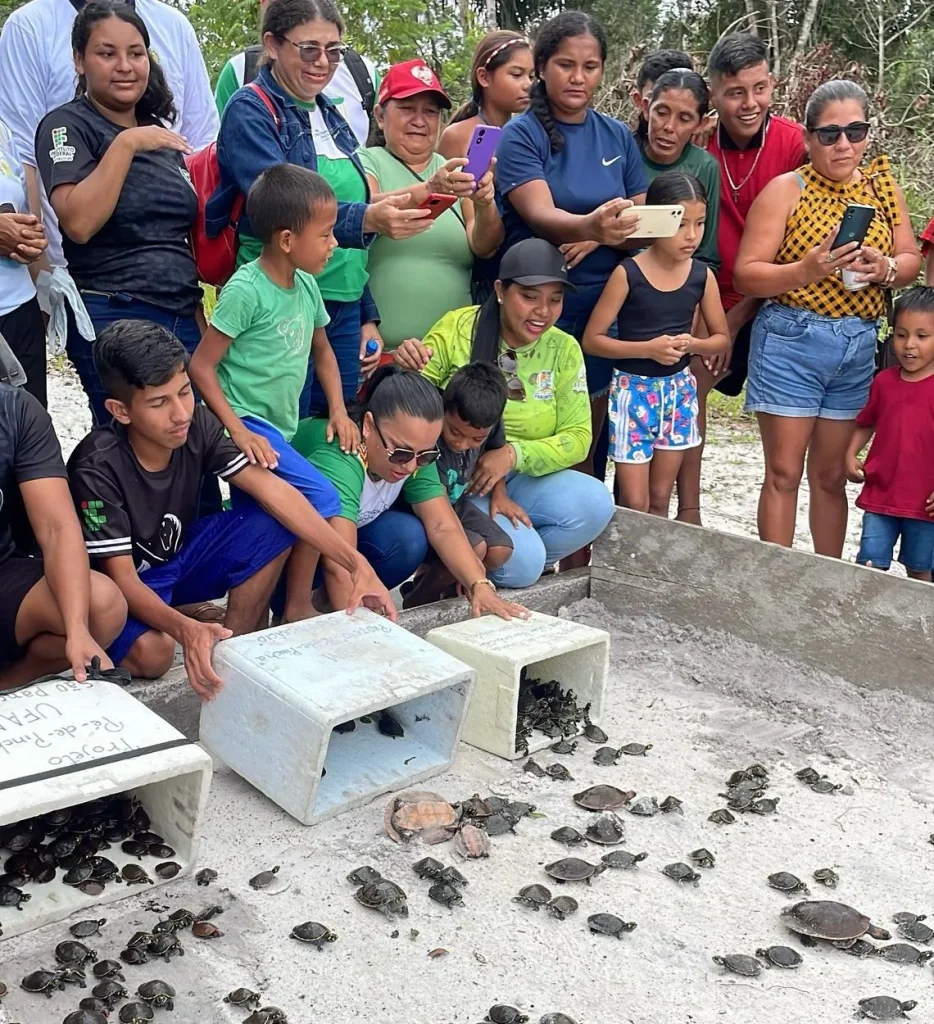 Pé de Pincha: entidades ambientais promovem Soltura de Quelônios no Rio Mamurú