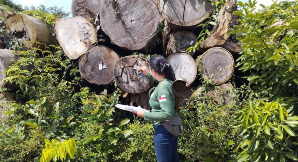 Ipaam garante rastreabilidade da madeira legal no Amazonas