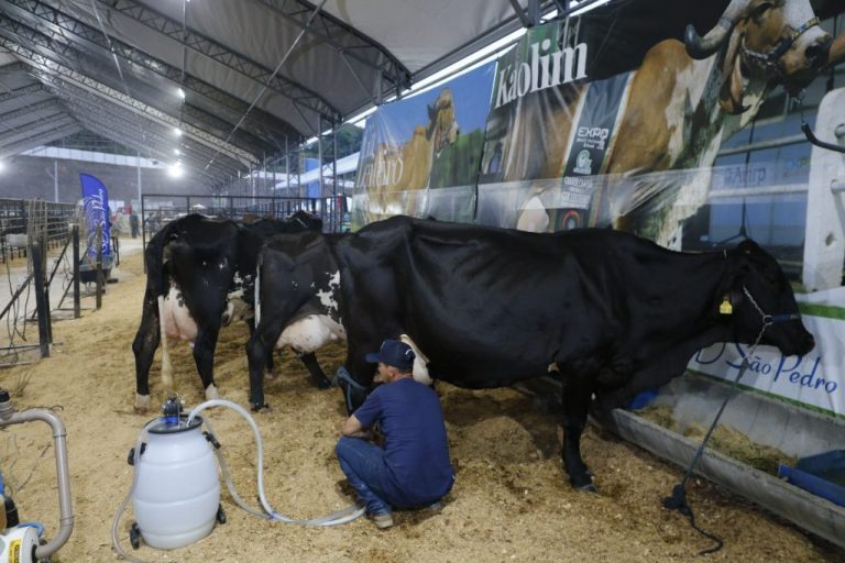 Expoagro 2025: Sepror promove concursos de queijo, doce de leite, de raças de animais e torneio leiteiro