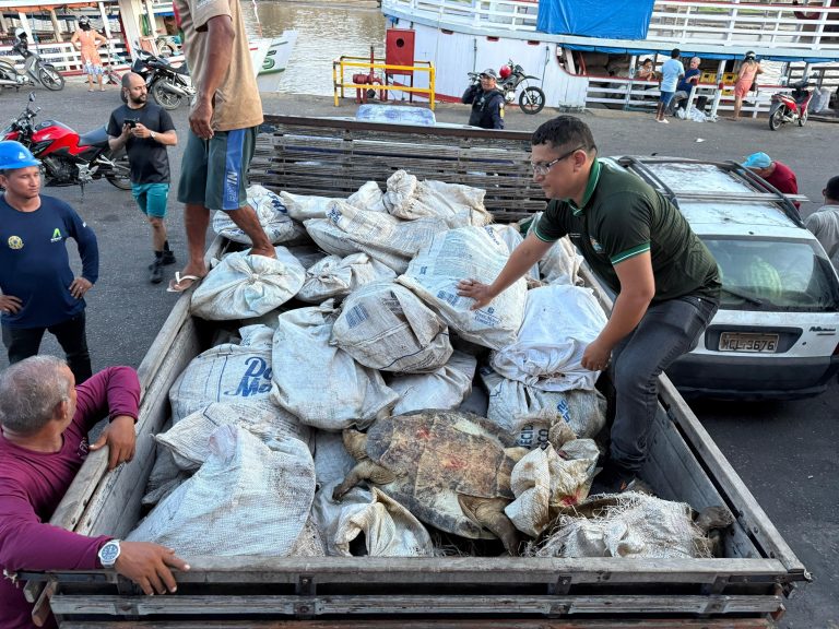 Carregamento ilegal com 49 tartarugas-da-Amazônia é apreendido por fiscais ambientais no Porto de Parintins