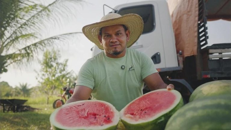 Agricultor do Murituba tem acompanhamento técnico da Prefeitura de Parintins no cultivo de melancia