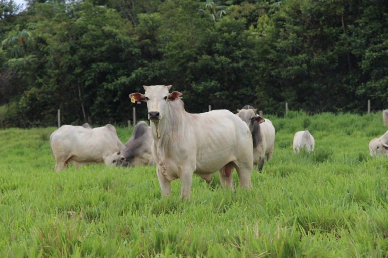 No Dia Nacional da Pecuária, Idam reforça compromisso de difundir práticas sustentáveis
