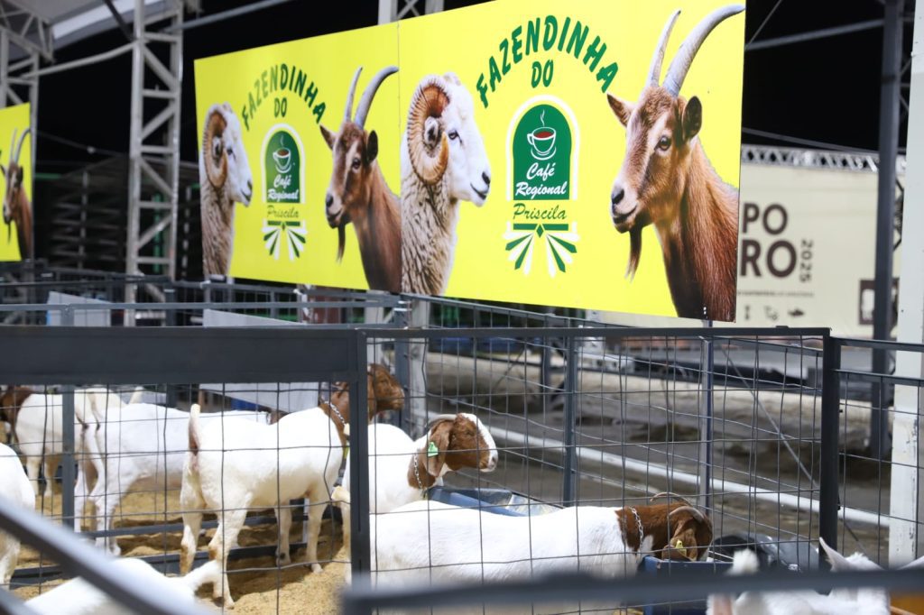 Expoagro 2025: Governo do Amazonas inicia concursos leiteiros de bovinos e caprinos