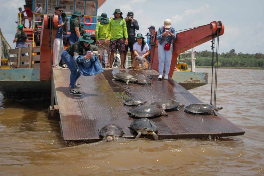 Prefeitura de Parintins realiza soltura de quelônios e destaca importância da preservação ambiental