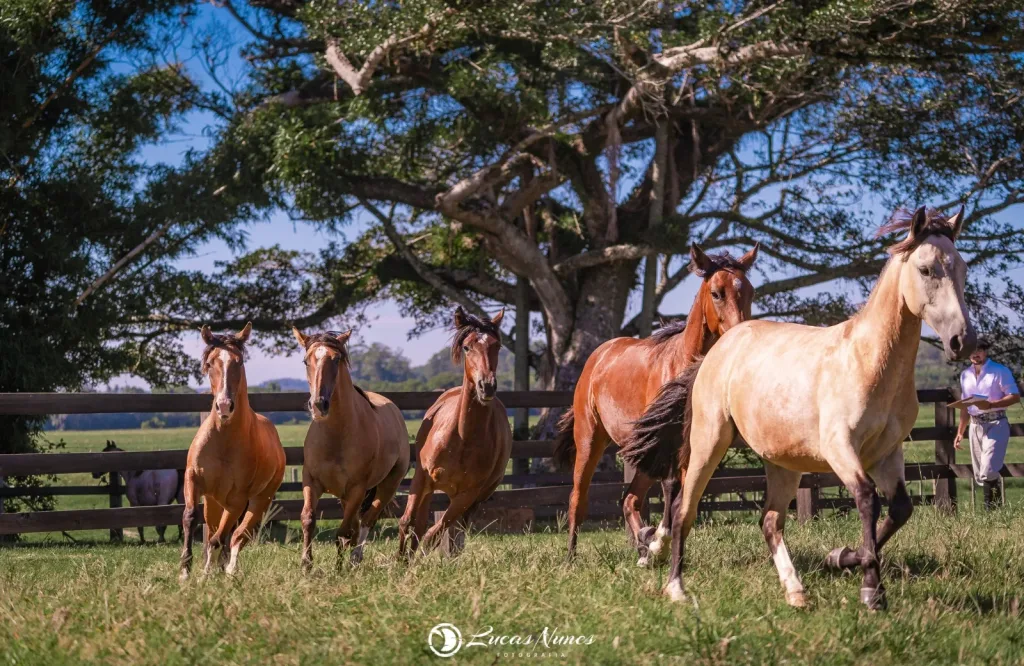 Trabalho de expansão é realizado com criadores e usuários do Cavalo Crioulo no Norte do Brasil