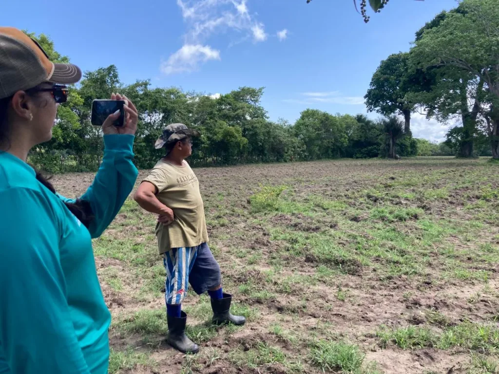 Prefeitura de Parintins apoia produção de queijos bubalinos com mecanização para recuperar pastagens