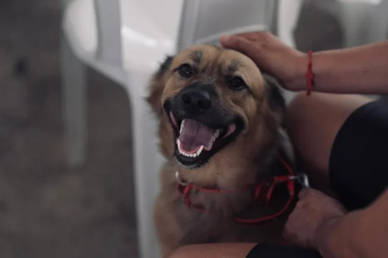 Sepet Oferece 300 Vagas Para Castração De Animais No Bairro Cidade De Deus, Zona Norte De Manaus