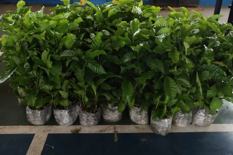 Nova lei prioriza a aquisição do café produzido no Amazonas nos órgãos da administração pública estadual