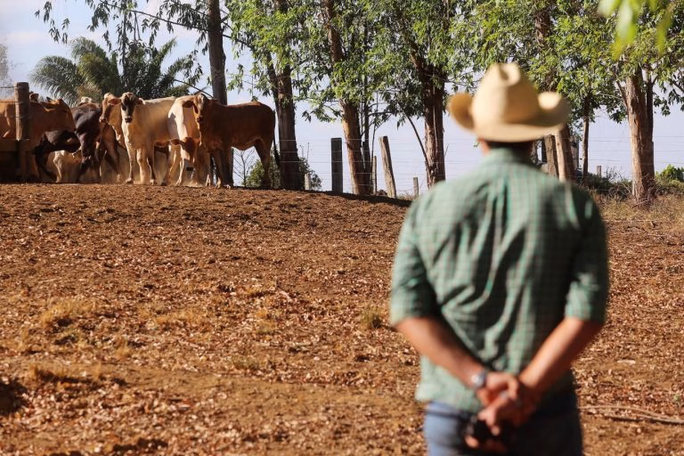 Eleições 2026: especialistas analisam desafios em educação, segurança, saúde mental, agronegócio e meio ambiente 4 Agropecuária - criação de animais - bois gado fazendas fazendeiros produtores rurais propriedades campo rural agronegócio (São Félix do Xingu-PA)