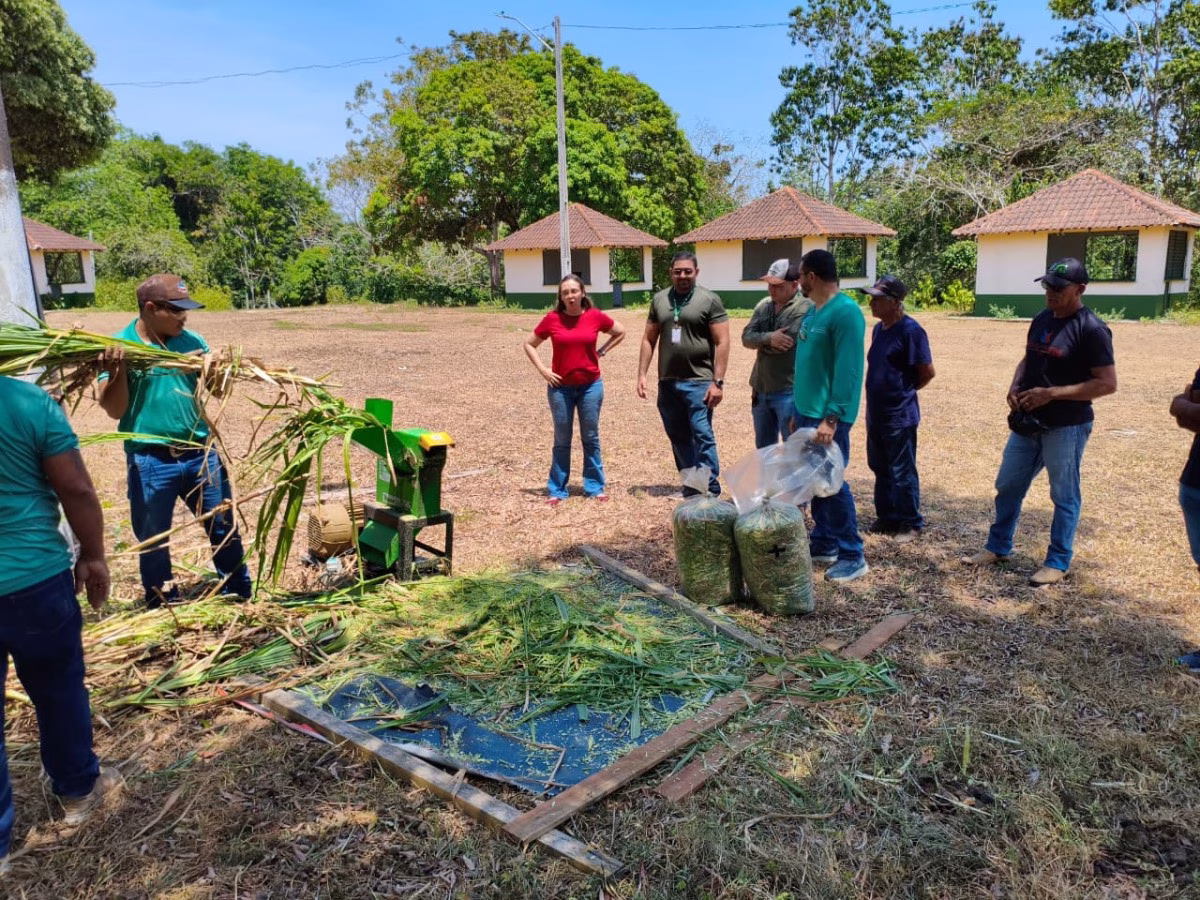 Como incentivo à pecuária, Prefeitura de Parintins promove Capacitação em Produção de Silagem e Estratégias de Alimentação para o Gado