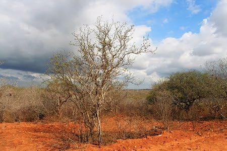 Lei anula criação da Floresta Nacional de Cristópolis, na Bahia 1 floresta nacional de cristopolis
