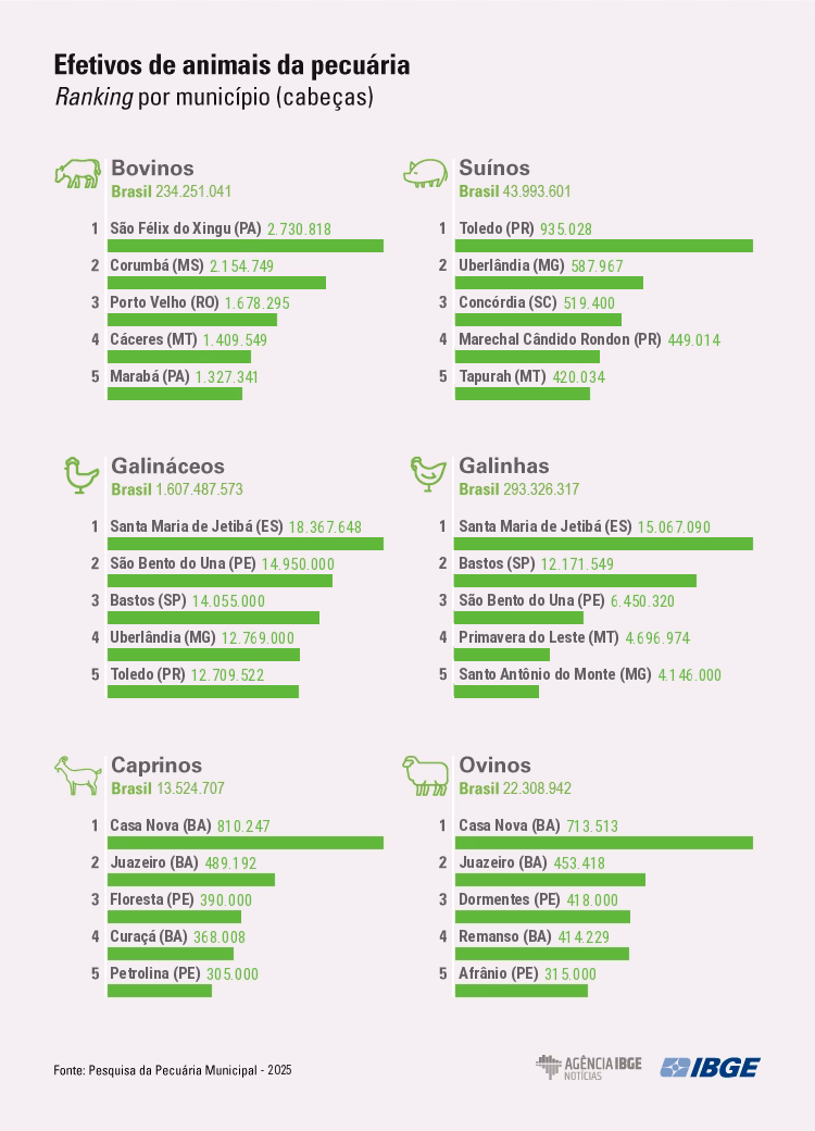 Quantidade de gado diminui e produção aumenta na agropecuária, mostra IBGE 1 infografico ppm 2025 animais
