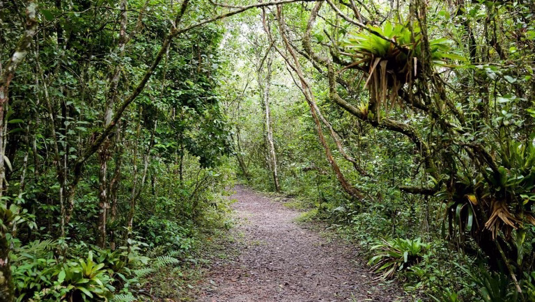 Mata Atlântica: Patrimônio Mundial reúne florestas, cavernas e ilhas entre São Paulo e Paraná
