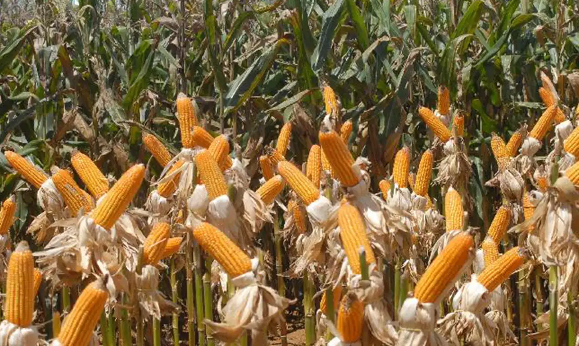Conab compra mais de 190 mil toneladas de milho para estoques de venda em balcão Conab compra mais de 190 mil toneladas de milho para estoques de venda em balcão