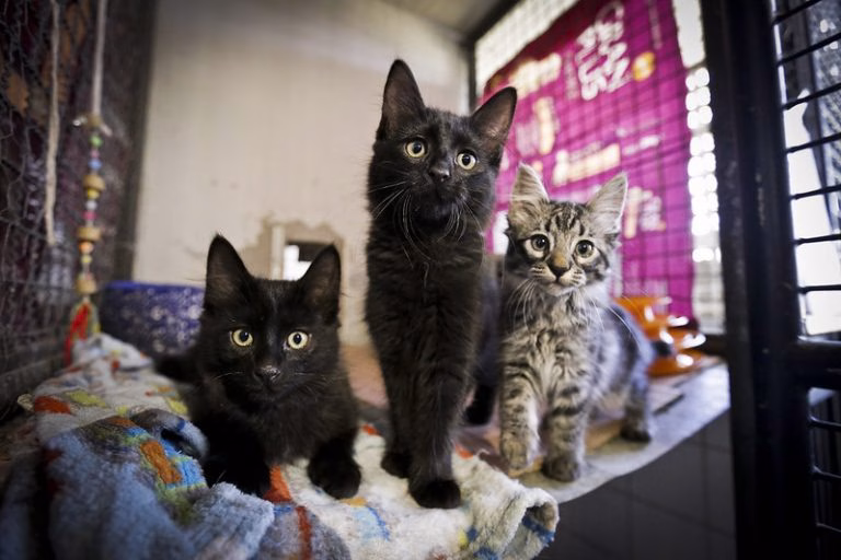Projeto prevê incentivos para produção e venda de medicamentos genéricos veterinários Projeto prevê incentivos para produção e venda de medicamentos genéricos veterinários