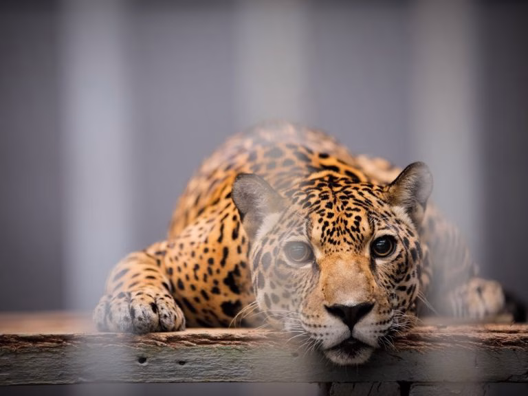 Projeto proíbe o funcionamento de zoológicos no Brasil Projeto proíbe o funcionamento de zoológicos no Brasil