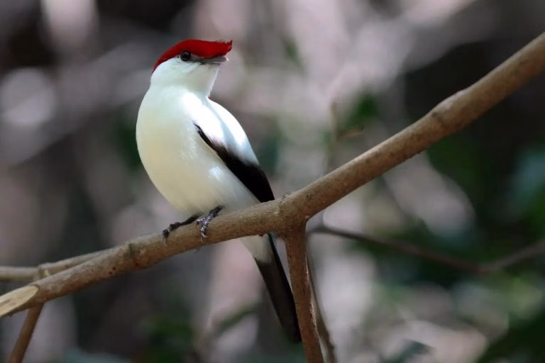 O soldadinho-do-araripe é uma das aves mais raras e ameaçadas do Brasil