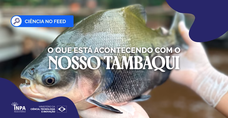 Tambaqui é classificado como vulnerável e pesquisadora do Inpa alerta para queda na população