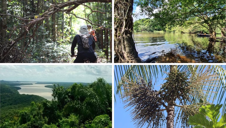 Trilha Amazônia Atlântica impulsiona ecoturismo no Pará, em corredor de Belém à Serra do Piriá Trilha Amazônia Atlântica impulsiona ecoturismo no Pará, em corredor de Belém à Serra do Piriá