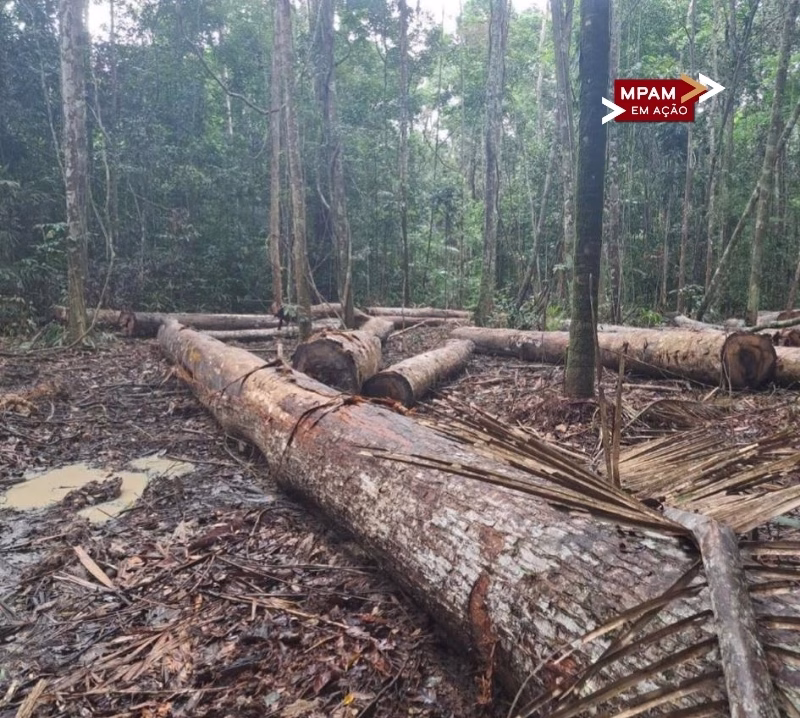 MP do Amazonas cobra responsabilização por desmatamento de mais de 3,7 mil hectares em Manicoré