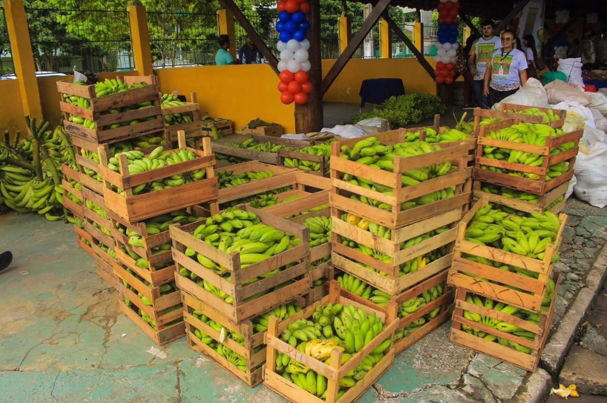 Agricultores de Parintins entregam produção ao Programa de Aquisição de Alimentos (PAA)