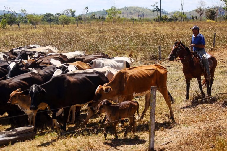 Projeto vincula crédito rural à rastreabilidade bovina na Amazônia Projeto vincula crédito rural à rastreabilidade bovina na Amazônia