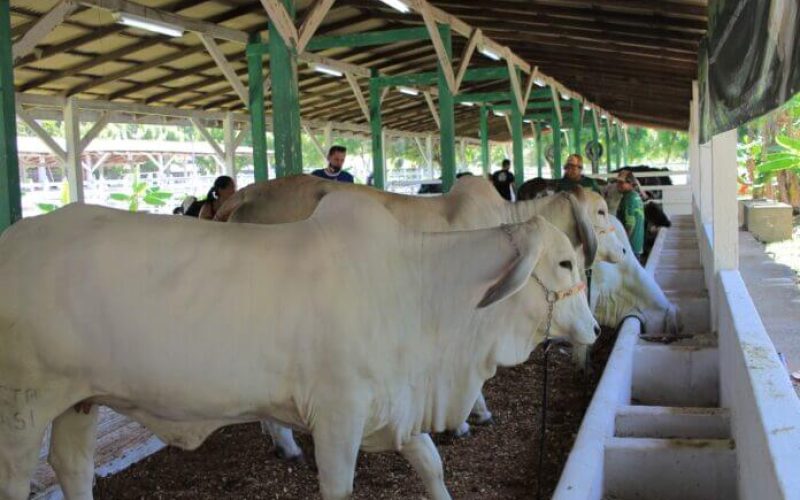 Gado de corte e de leite de alta qualidade genética participa da 36ª Expopin