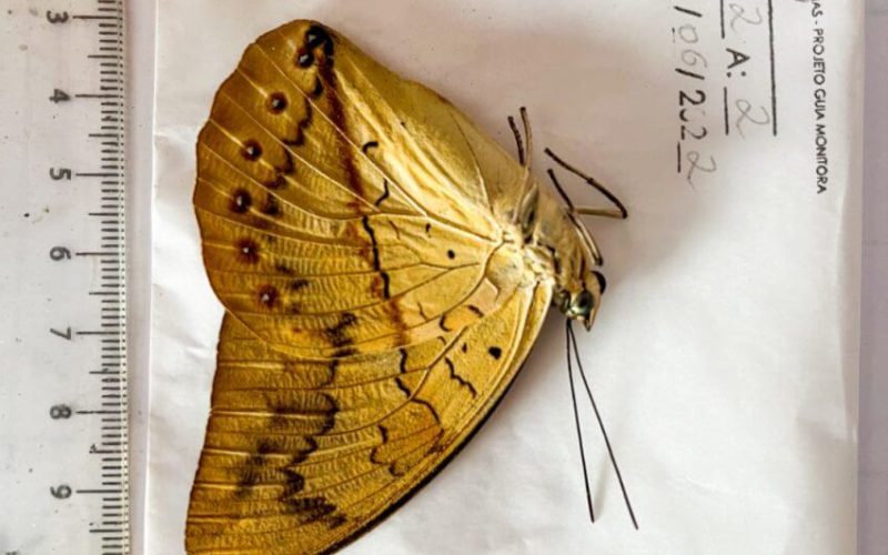 Guia digital para melhorar aprendizado sobre fauna de borboletas