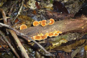 Pesquisa apoiada pelo Governo do Amazonas analisa a importância e os impactos do manejo florestal sustentável