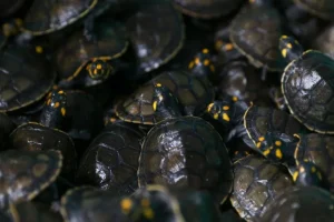 Ação Comunitária: Mais de 18 mil filhotes de quelônios são soltos na RDS do Uatumã com apoio da Sema