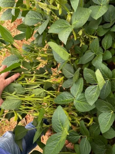Adaf Alerta Agricultores Afetados Pela Estiagem Sobre Autorização Para Plantio Excepcional Da Soja