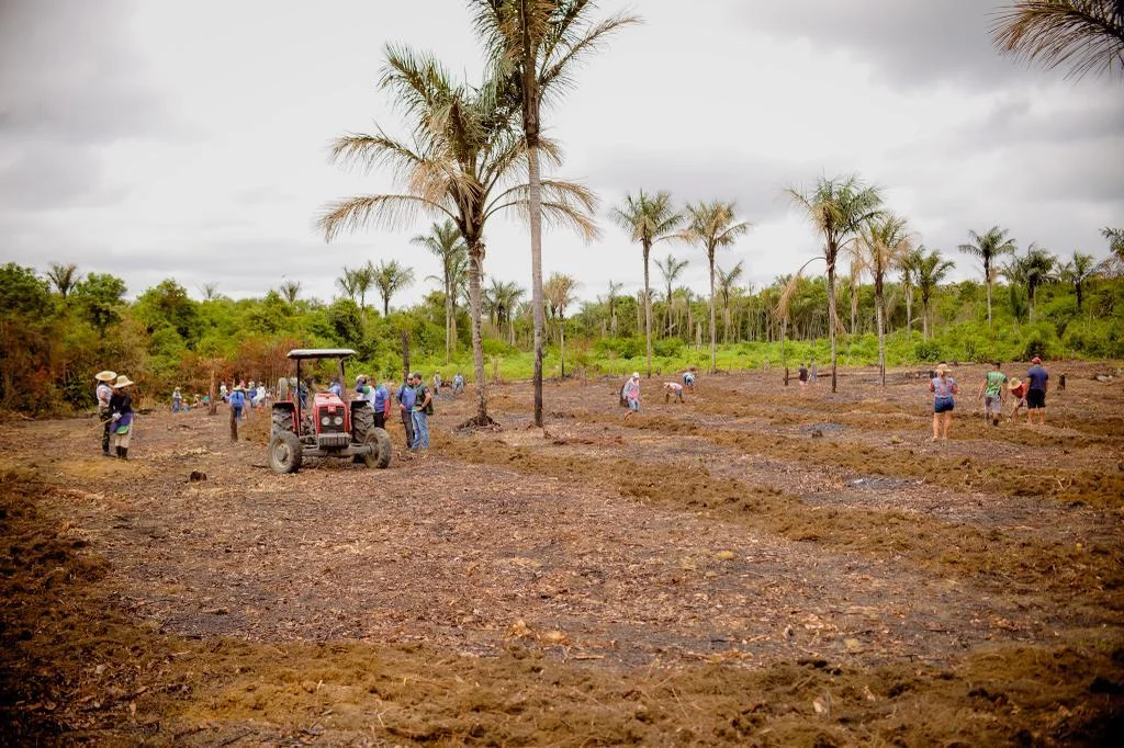 Agrovila Do Caranã Planta 20 Mil Mudas De Abacaxi, Em Projeto Do Idam E Da Sempa Barreirinha 