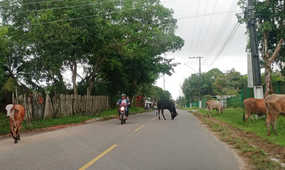 Animais Na Rua