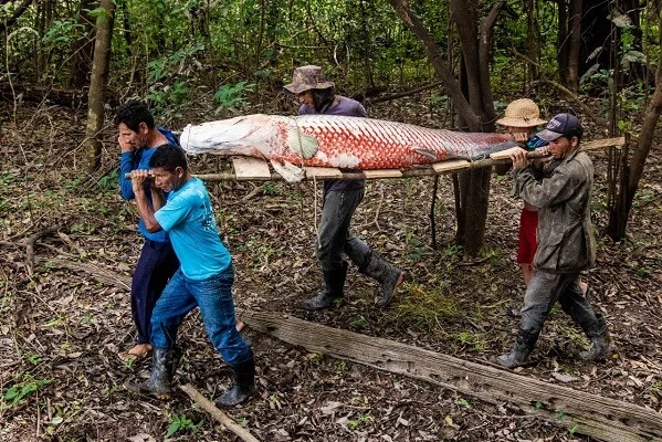 ASPROC lança site para venda de pirarucu de manejo sustentável e produtos da sociobiodiversidade amazônica