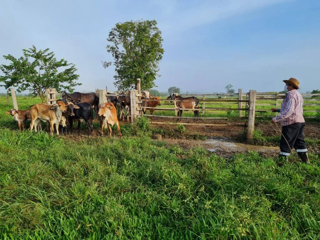 Brucelose  Pecuaristas Devem Vacinar Bezerras, Bovinas E Bubalinas De 3 A 8 Meses