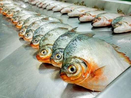 Com apoio do Governo do Amazonas, pesquisa registra a presença de plástico no trato gastrointestinal de peixes