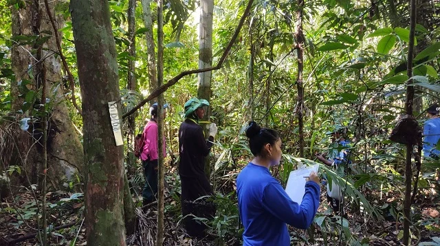 Com apoio do Governo do Estado, pesquisa monitora castanhais em Tefé 18 Com apoio do Governo do Estado, pesquisa monitora castanhais em Tefé