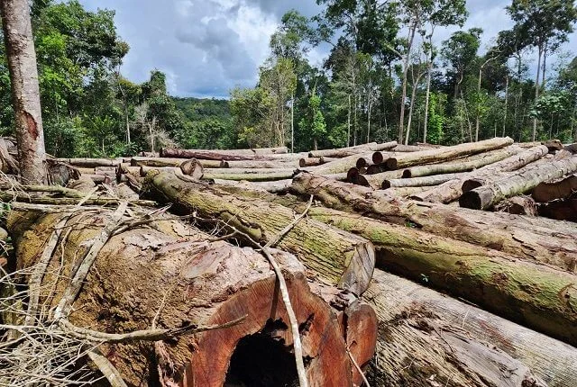 Defeso Florestal encerra neste dia 15 de maio