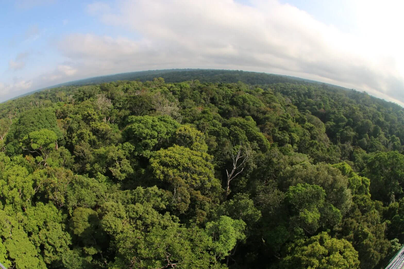Desmatamento no Amazonas tem maior queda do ano em novembro, aponta Imazon 19 Desmatamento no Amazonas tem maior queda do ano em novembro, aponta Imazon