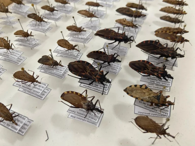 Dia Mundial da Doença de Chagas: FVS-RCP chama atenção para cuidados e prevenção