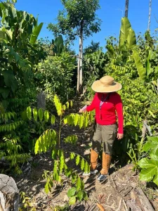 Em Canutama, Idam refloresta 50 hectares de área degradada